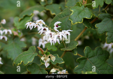 Thomasia solanacee, Malvaceae, Sud Australia Occidentale Foto Stock