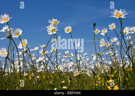 Occhio di bue margherite in un campo su una giornata d'Estate . Foto Stock