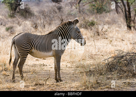 Grévy s zebra Equus grevyi SAMBURU RISERVA NAZIONALE DEL KENYA Africa orientale Foto Stock