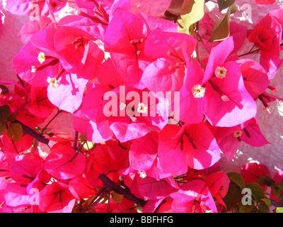 Il Bougainvillea crescente contro il muro bianco, Javea / Xabia, Provincia di Alicante, Spagna Foto Stock