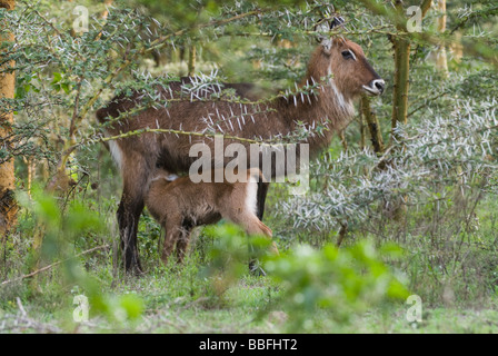 Waterbuck Kobus ellipsiprymnus NAIVASHA KENYA Africa orientale Foto Stock