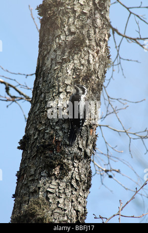 Tre-toed Woodpecker Picoides tridactylus su un tronco di albero Foto Stock