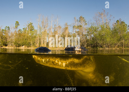 American Alligator Alligator mississippiensis Florida Foto Stock