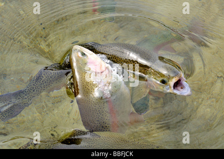 La trota iridea Oncorhynchus mykiss di alimentazione e saltando in acqua Foto Stock