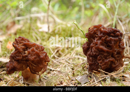 Due corpi fruttiferi di False Morel Gyromitra esculenta Foto Stock