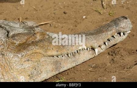 African esili Snouted coccodrillo Crocodylus cataphractus specie in via di estinzione Foto Stock