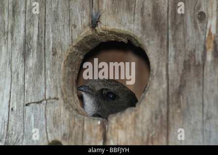 Common Swift Apus apus in nestbox Foto Stock