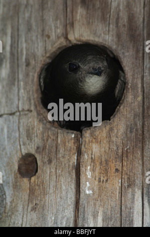 Common Swift Apus apus in nestbox Foto Stock