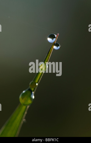 Dewdrops su una lama di erba Foto Stock