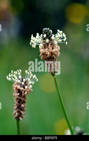 Ribwort piantaggine, planzago lanceolata Foto Stock