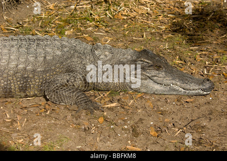 Coccodrillo Siamese Crocodylus siamensis criticamente le specie in via di estinzione dal sud-est asiatico Foto Stock