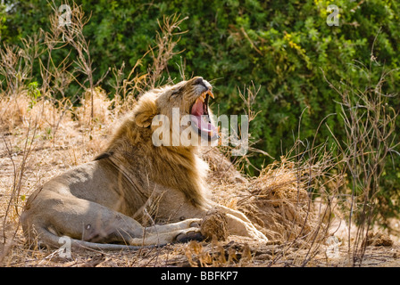 Maschio di leone Panthera leo SAMBURU RISERVA NAZIONALE DEL KENYA Africa orientale Foto Stock