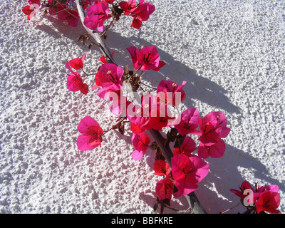 Il Bougainvillea crescente contro il muro bianco, Javea / Xabia, Provincia di Alicante, Spagna Foto Stock