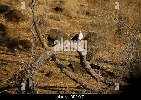 African fish eagle appoggiato su una struttura ad albero. Foto Stock