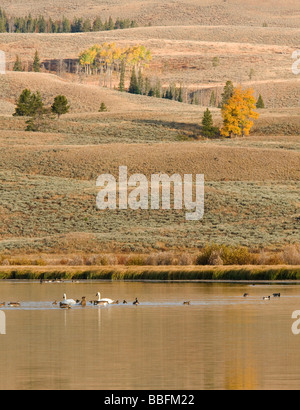 Trumpeter cigni e oche in Swan Lake, il Parco Nazionale di Yellowstone Foto Stock