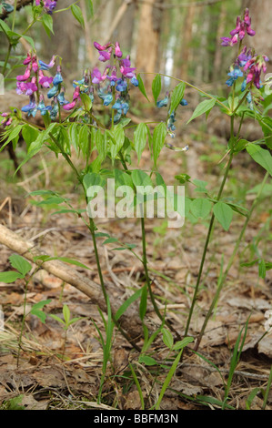 La molla Vetchling Lathyrus vernus Foto Stock