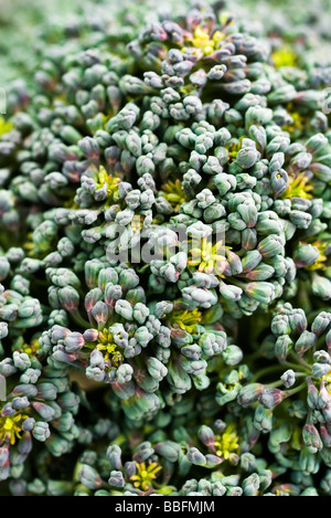 Cime di broccoli, extreme close-up Foto Stock