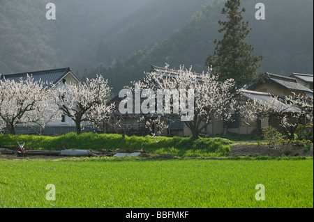 Albero di albicocca e Campo verde Foto Stock