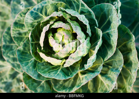 Brussel germoglio crescente, close-up Foto Stock