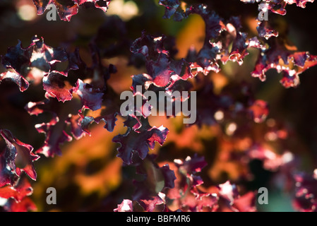 Merlot lattuga, extreme close-up Foto Stock