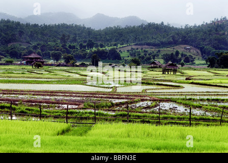 Nuovo impianto di risaie, con colline boscose dietro nel nord della Thailandia Foto Stock