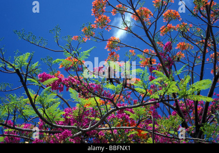 Fiori colorati e foglie sugli alberi contro blu luminoso cielo tropicale Rarotonga Isole Cook Polinesia Oceania Foto Stock