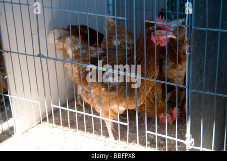 Le galline allevate in batteria di gallina in gabbia a gabbia uova uovo del benessere animale crampt cramped piccolo piccolo spazio enhanced intensiva farmin intensivo Foto Stock