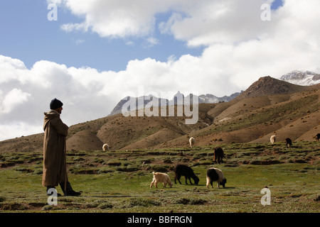 Africa, Nord Africa, Marocco, Alto Atlante, campi terrazzati, Tizi n Tichka, Pastore tendendo gli ovini e i caprini Foto Stock
