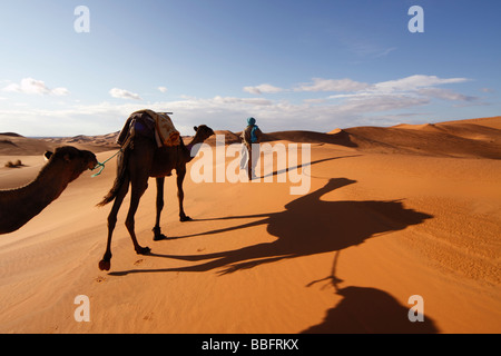 Africa, Nord Africa, Marocco deserto del Sahara, Merzouga Erg Chebbi, Berber Tribesman cammelli leader Foto Stock