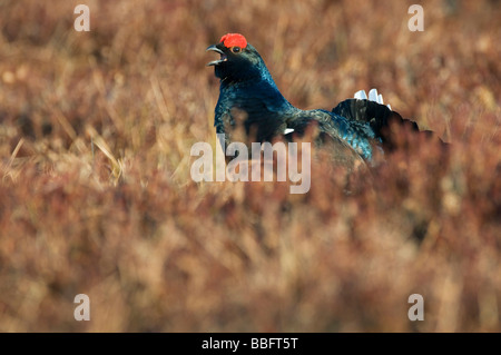 Gallo forcello o Blackgame (Lyrurus tetrix o Tetrao tetrix), maschio o blackcock in un corteggiamento in svedese di torbiera, Vaester Foto Stock
