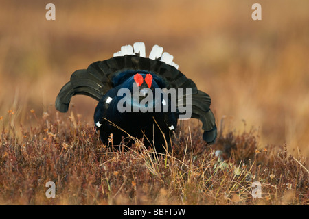 Gallo forcello o Blackgame (Lyrurus tetrix o Tetrao tetrix), maschio o blackcock in un corteggiamento in svedese di torbiera, Vaester Foto Stock