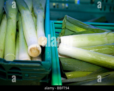 La raccolta ed il confezionamento di porri a Scottish Borders Foto Stock