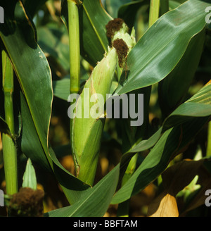 Maturo di tutoli di mais e femmina fertilizzata recettori sulla pianta di raccolto Foto Stock
