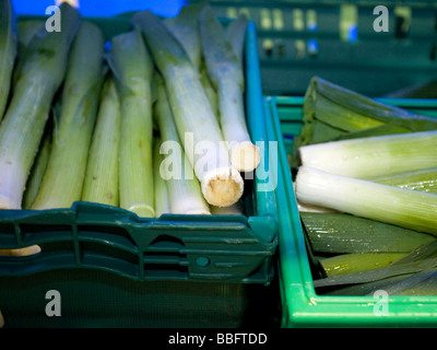 La raccolta ed il confezionamento di porri a Scottish Borders Foto Stock