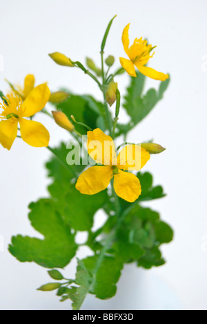 Maggiore Celandine o Tetterwort (Chelidonium majus), pianta medicinale, pianta velenosa in un vaso Foto Stock