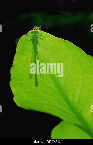 Rossi di grandi dimensioni (Damselfly Pyrrhosoma nymphula) con ombra sulla foglia verde Foto Stock