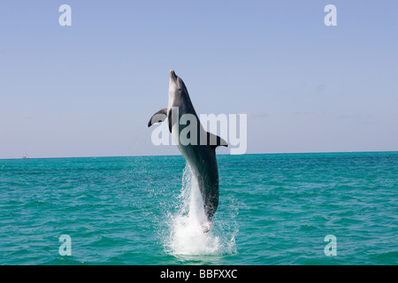 Saltando Dolphin. Foto Stock