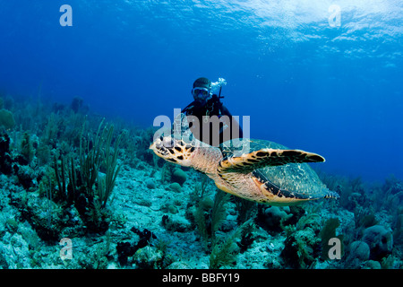 Tartaruga embricata sulla barriera corallina. Foto Stock