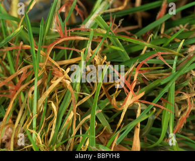 Filo rosso Laetisaria fuciformis rosso filamenti miceliali sui manti erbosi erba Poa spp Foto Stock