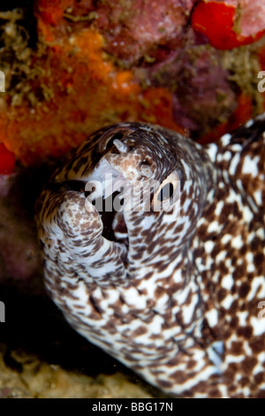 Close-up di spotted moray eel. Foto Stock