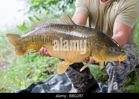 Appena catturati specchio carpa (Cyprinus carpio MORPHA noblis), Tirolo del nord, Austria, Europa Foto Stock