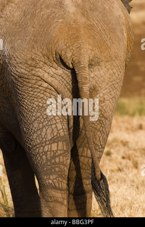 Elefante africano retro con coda Loxodonta africana SAMBURU RISERVA NAZIONALE DEL KENYA Africa orientale Foto Stock