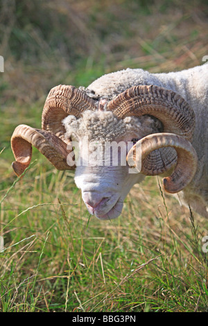 Il Dorset Horn Ram, singolo, pascolare nel campo, Kent Foto Stock