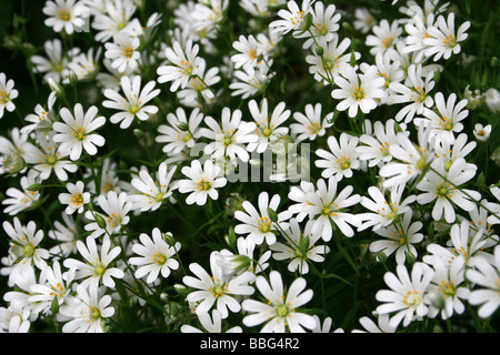 Densamente impaccati fiori di maggiore Stitchwort Stellaria holostea Foto Stock