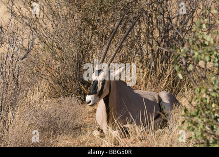 East African Oryx Oryx beisa SAMBURU RISERVA NAZIONALE DEL KENYA Africa orientale Foto Stock