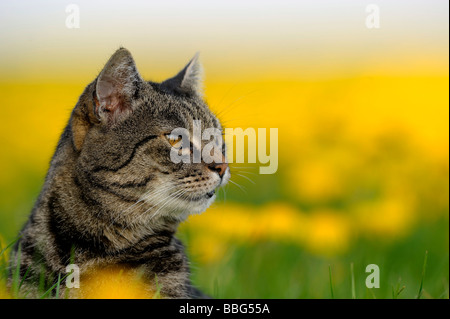 Il gatto domestico, European Shorthair, nel prato di tarassaco (Taraxacum) Foto Stock