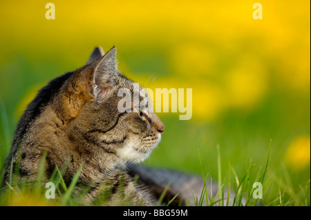 Il gatto domestico, European Shorthair, nel prato di tarassaco (Taraxacum) Foto Stock