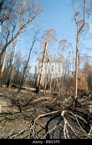 Devastazione e gli alberi caduti dopo un bushfire Foto Stock