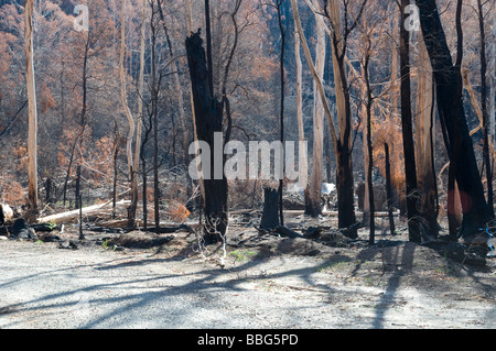 Devastazione e gli alberi caduti dopo un bushfire Foto Stock