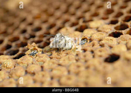 Giovane Ape (Apis mellifera) da cova una covata pettine, le altre api hanno già aperto le celle Foto Stock